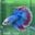 HM06 Cá Trống Betta Halfmoon (Male Halfmoon Betta Fish)