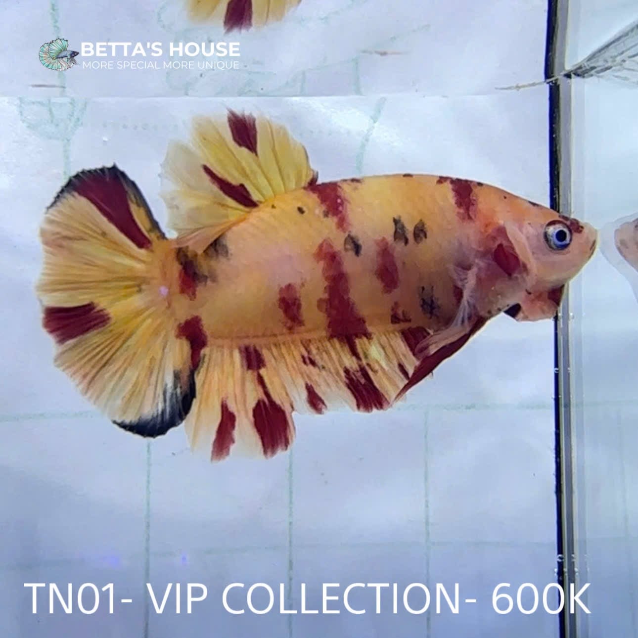 TN01 Cá Trống Nemo Koi Galaxy Betta (Male Nemo Koi Galaxy Betta Fish)