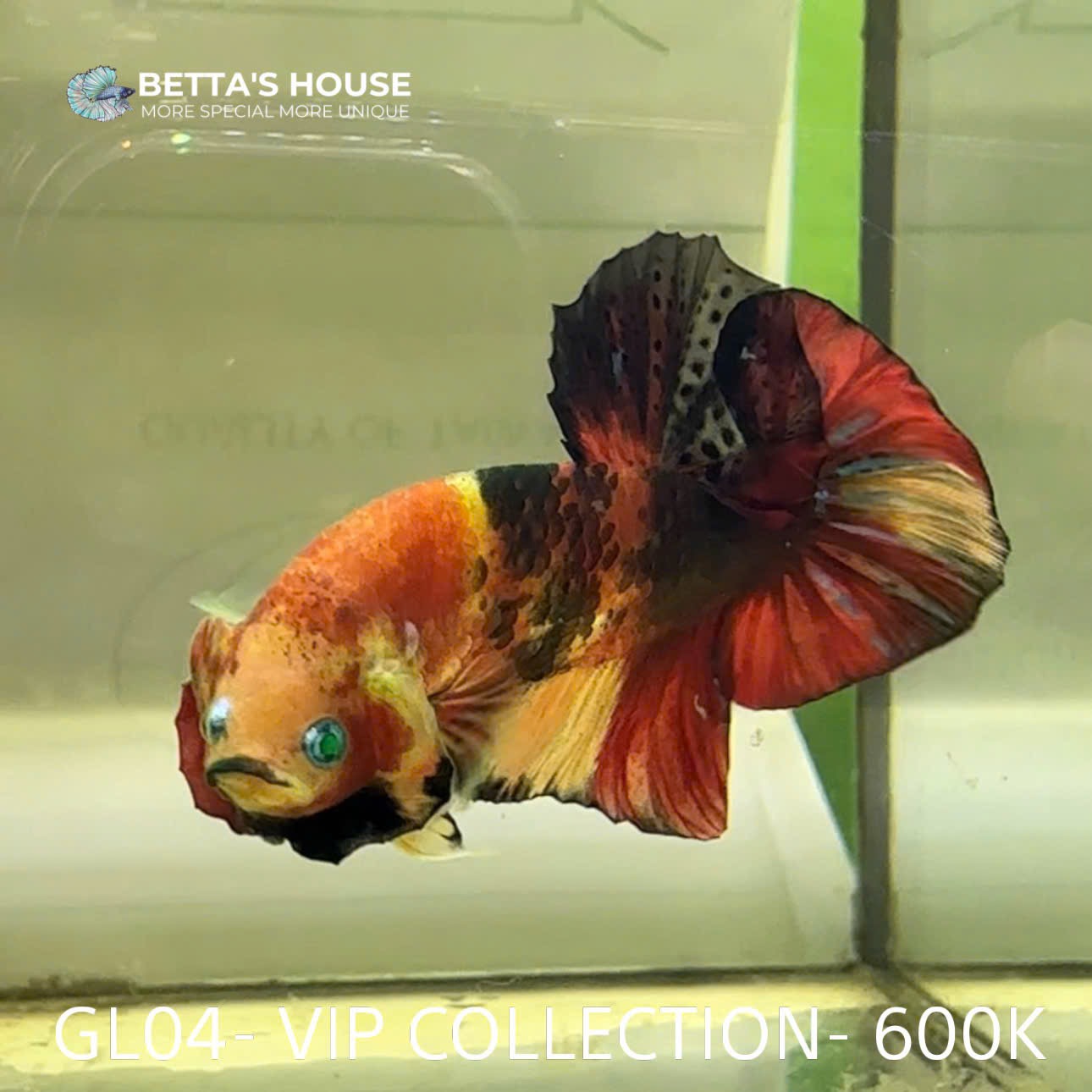 GL04 | Glofish Betta dạ quang | Betta's House