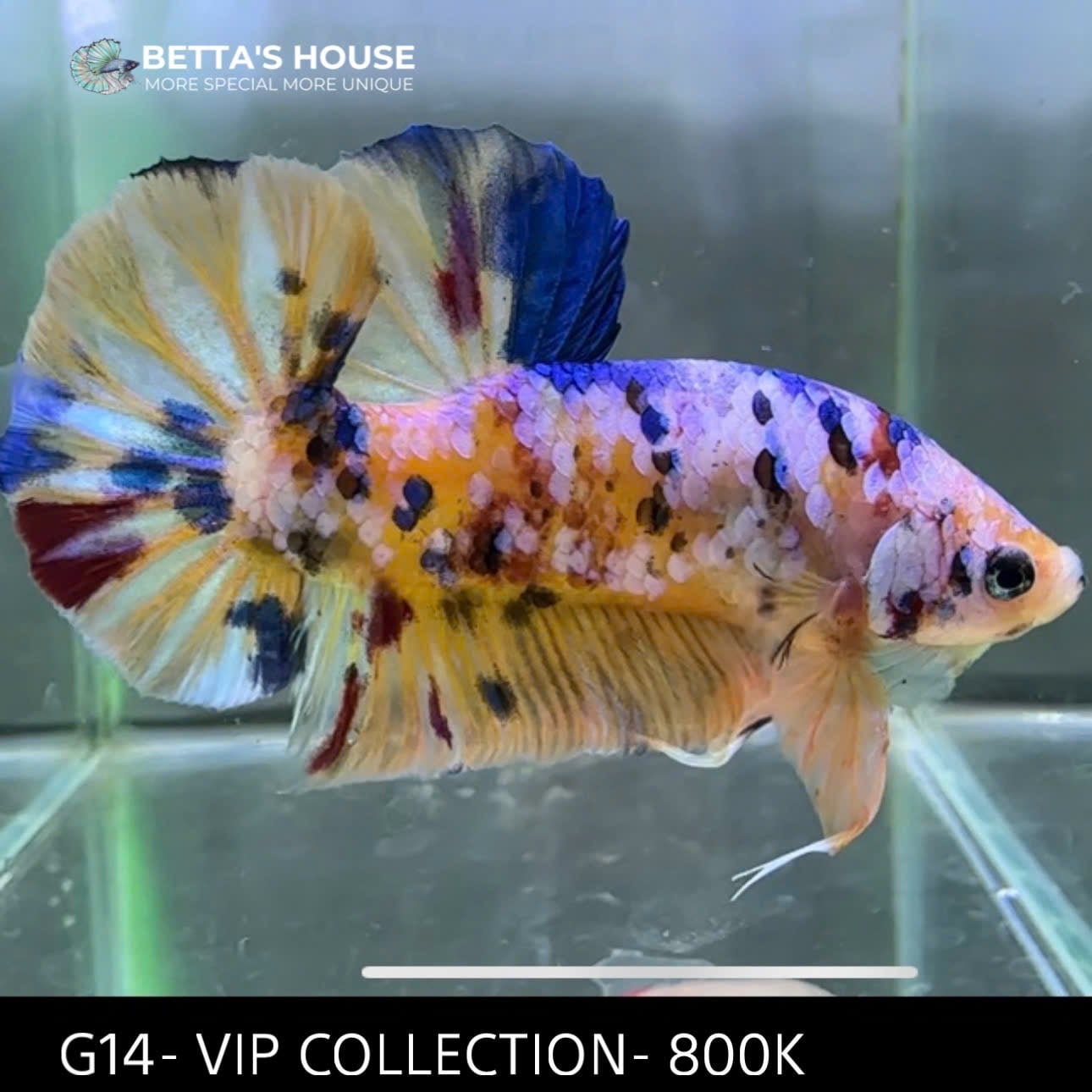 G14 Cá Trống Koi Galaxy Giant Betta (Male Koi Galaxy Giant Betta Fish)