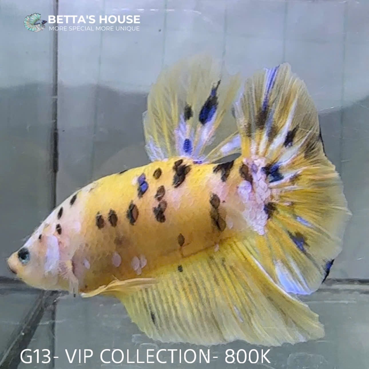 G13 Cá Trống Koi Galaxy Giant Betta (Male Koi Galaxy Giant Betta Fish)