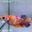MN08 Cá Mái Nemo Koi Galaxy Betta (Female Nemo Koi Galaxy Betta Fish)