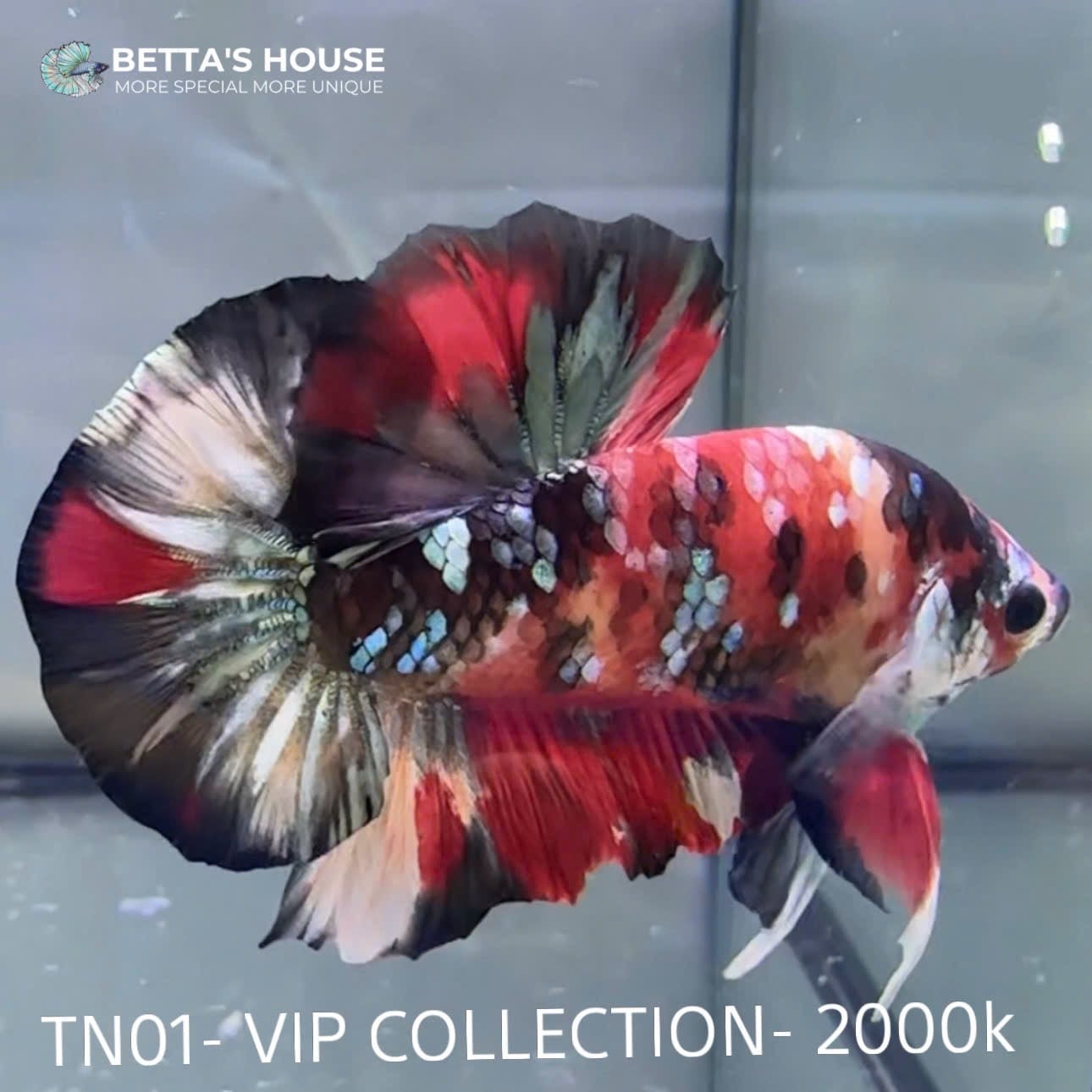 TN01 Cá Trống Nemo Koi Galaxy Betta (Male Nemo Koi Galaxy Betta Fish)