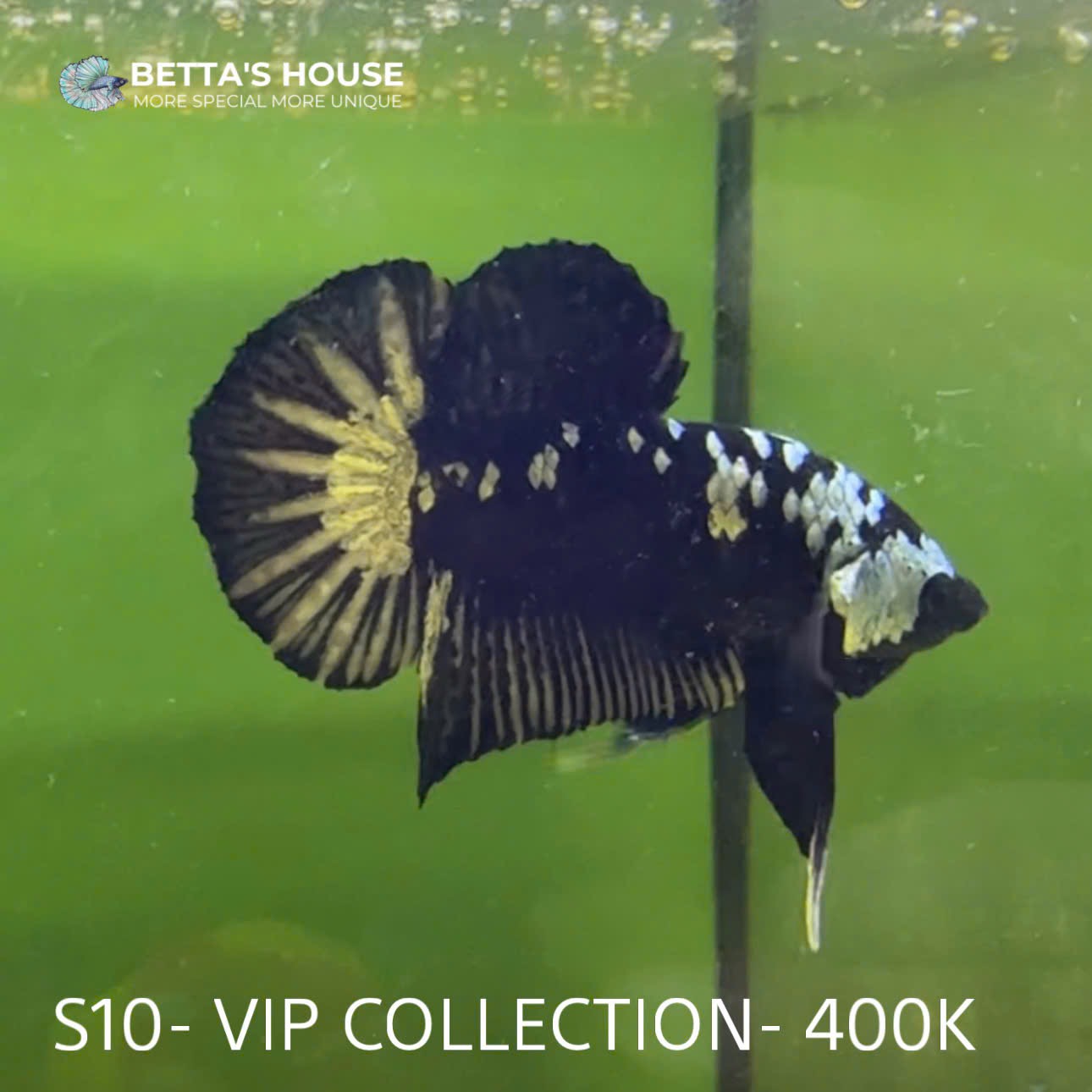 S10 Cá Trống Samurai Betta (Male Samurai Betta Fish)