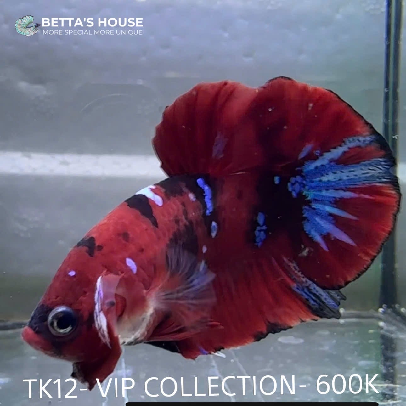 TK12 Cá Trống Red Koi Galaxy Betta (Male Red Koi Galaxy Betta Fish)