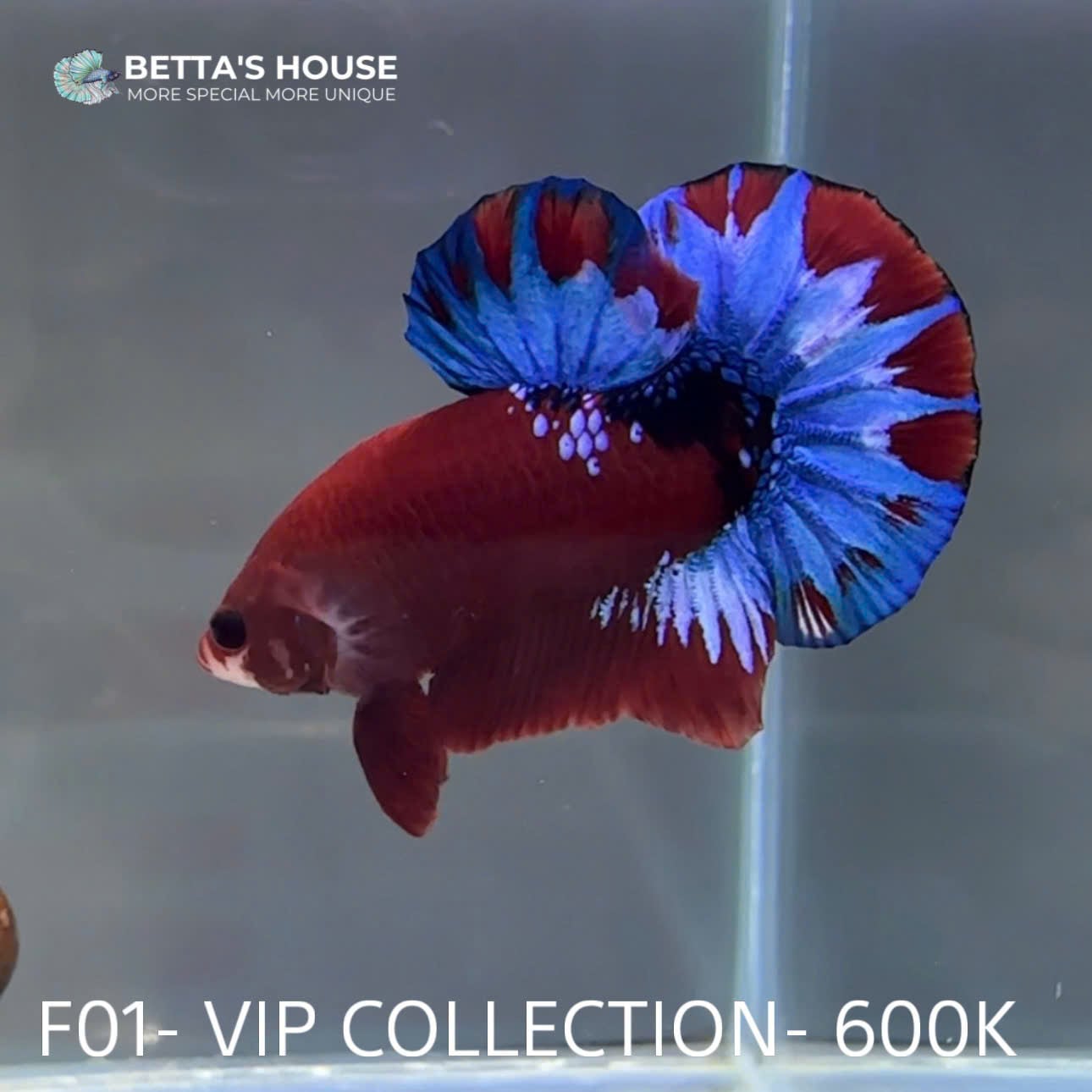 F01 Cá Trống Betta Fancy (Male Fancy Betta Fish)