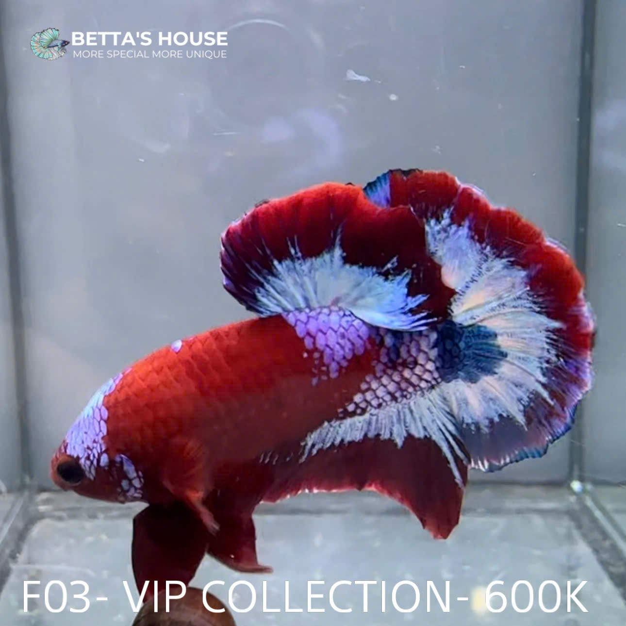 F03 Cá Trống Betta Fancy (Male Fancy Betta Fish)