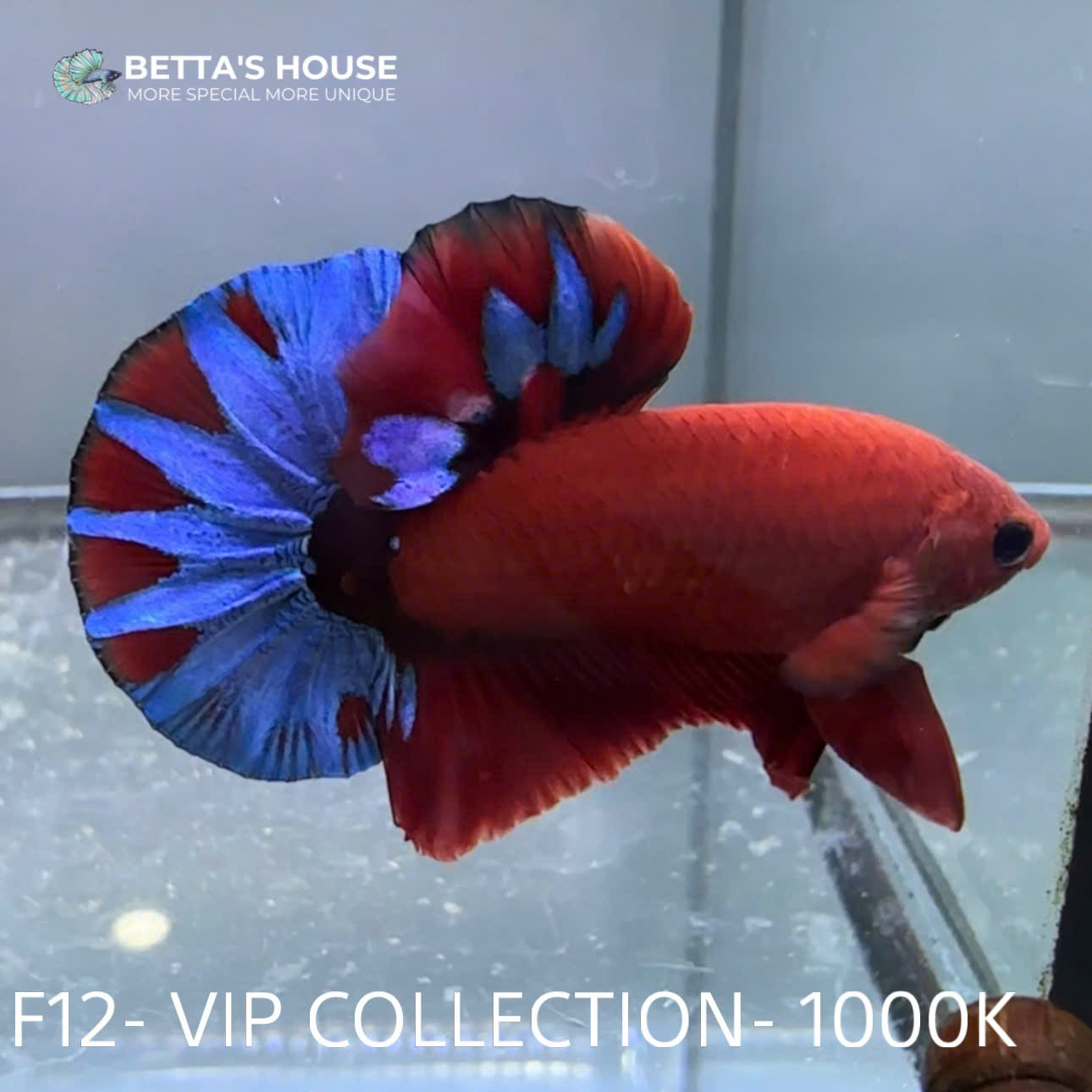 F12 Cá Trống Betta Fancy (Male Fancy Betta Fish)