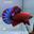 F12 Cá Trống Betta Fancy (Male Fancy Betta Fish)