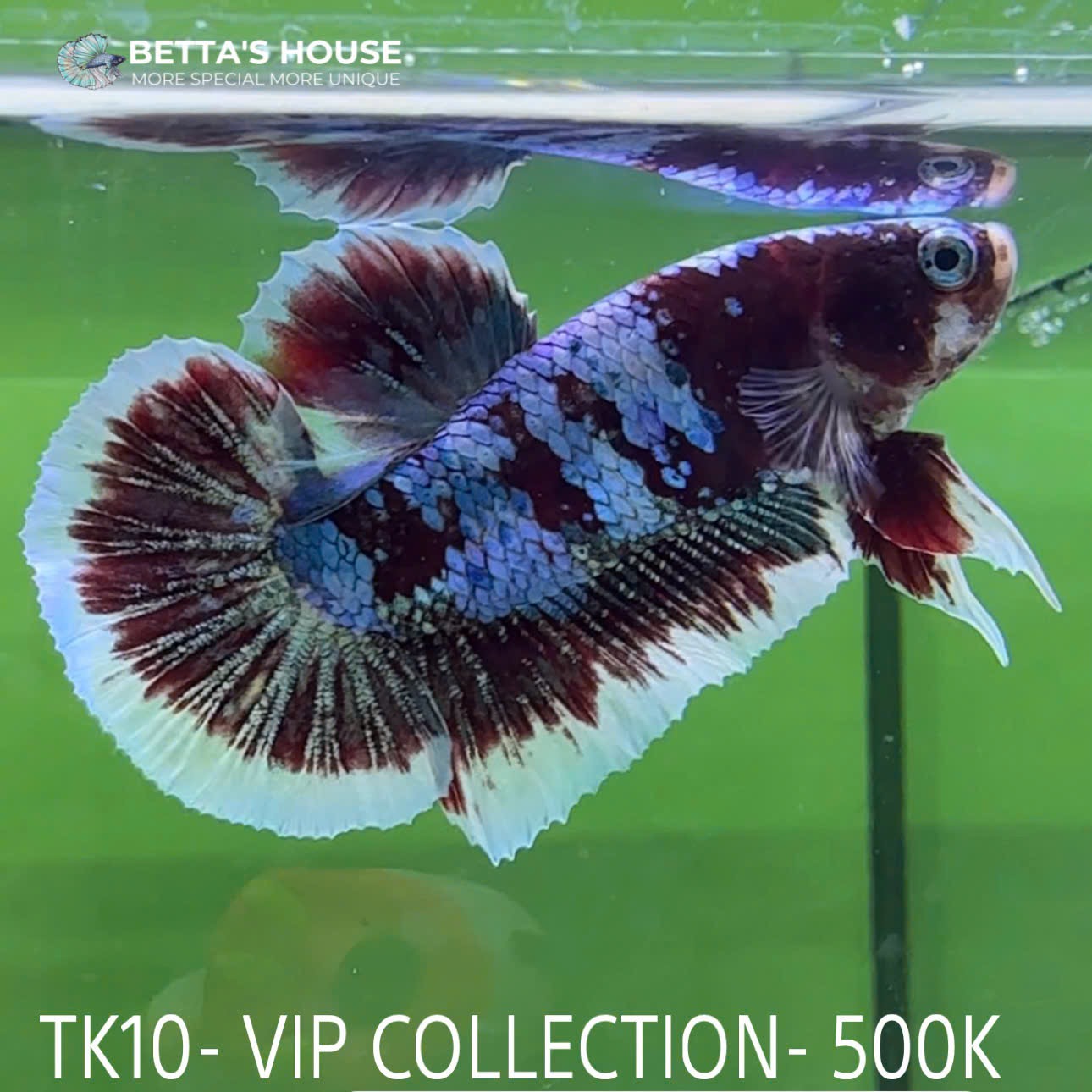 TK10 Cá Trống Red Koi Galaxy Betta (Male Red Koi Galaxy Betta Fish)
