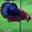 F03 Cá Trống Betta Fancy (Male Fancy Betta Fish)