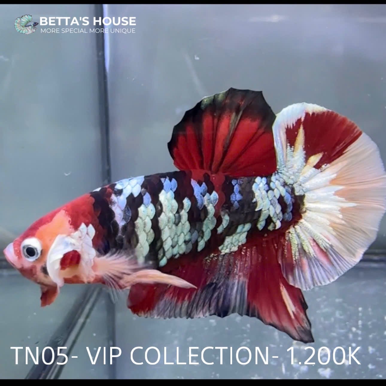 TN05 Cá Trống Nemo Koi Galaxy Betta (Male Nemo Koi Galaxy Betta Fish)
