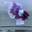 DB01 Cá Trống Betta Dumbo Halfmoon