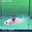 TK01 Cá Trống Red Koi Galaxy Betta (Male Red Koi Galaxy Betta Fish)