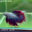 HM05 Cá Trống Betta Halfmoon (Male Halfmoon Betta Fish)