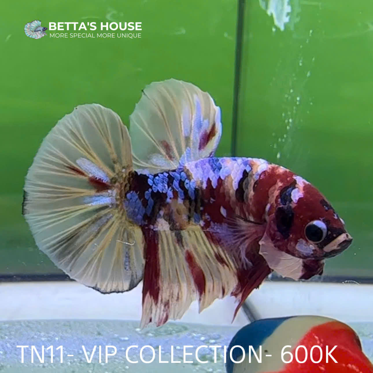 TN11 Cá Trống Nemo Koi Galaxy Betta (Male Nemo Koi Galaxy Betta Fish)