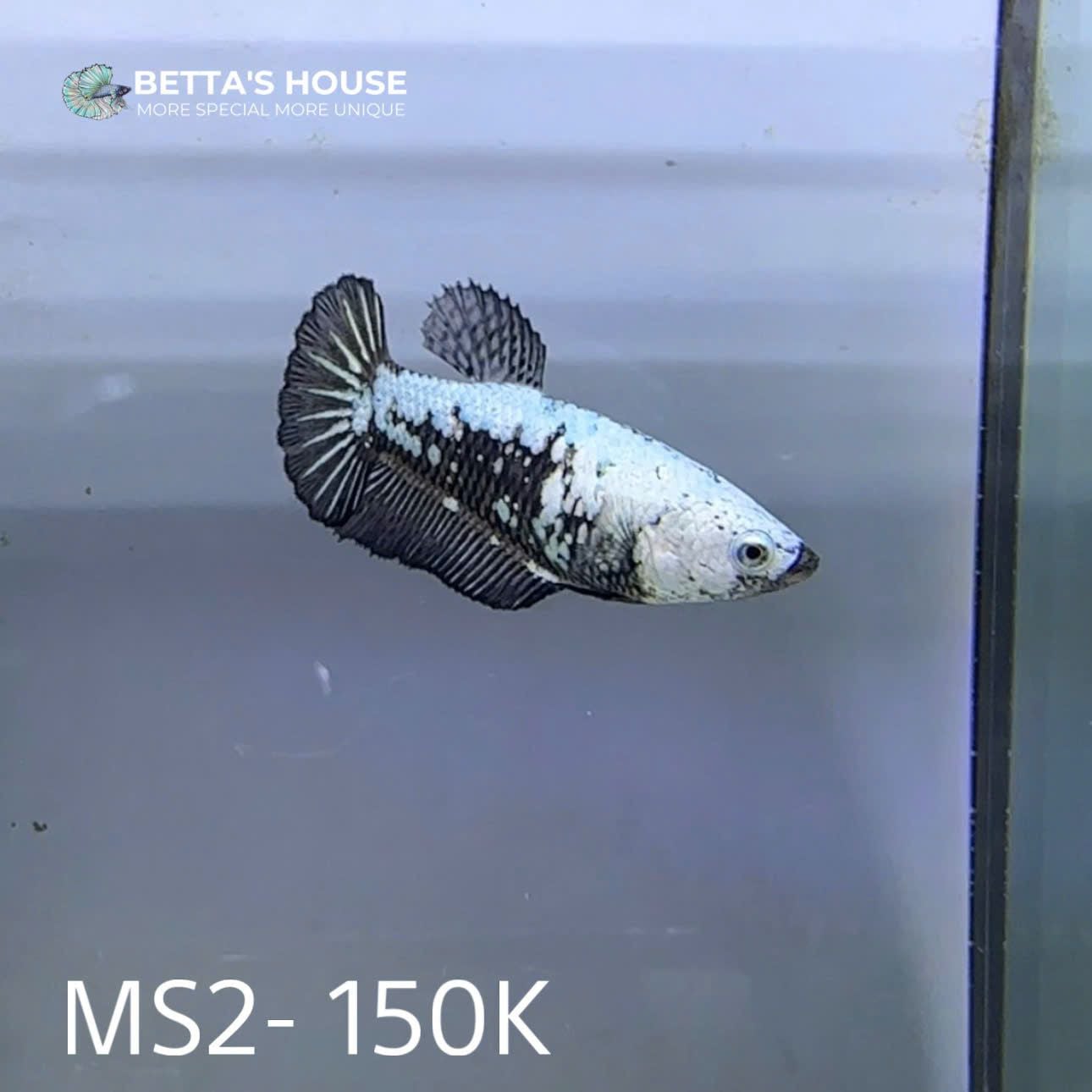 MS02 CÁ MÁI SAMURAI BETTA (FEMALE SAMURAI BETTA FISH) – Betta's