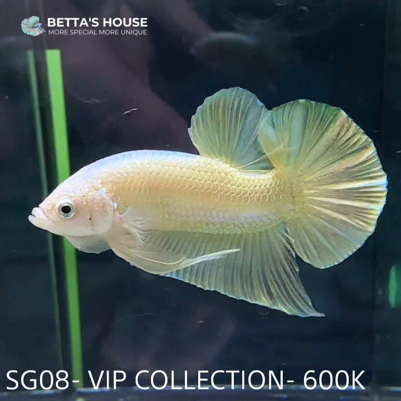 SG08 Cá Betta Super Gold Plakat