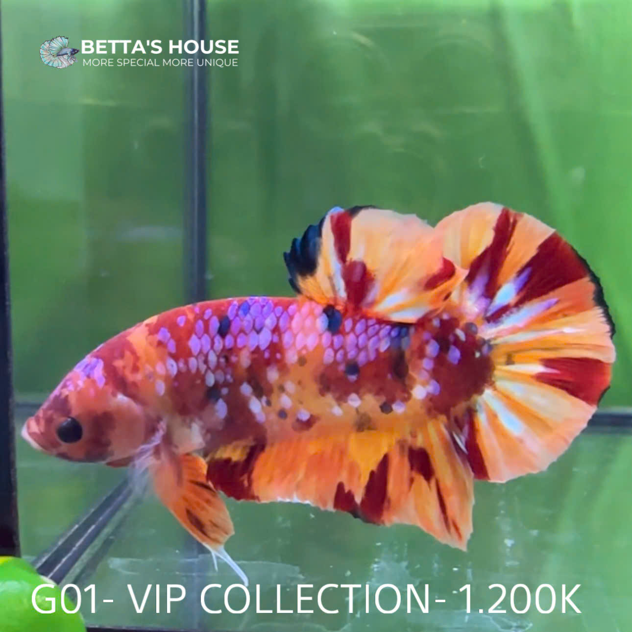 G01 Cá Trống Koi Galaxy Giant Betta (Male Koi Galaxy Giant Betta Fish)
