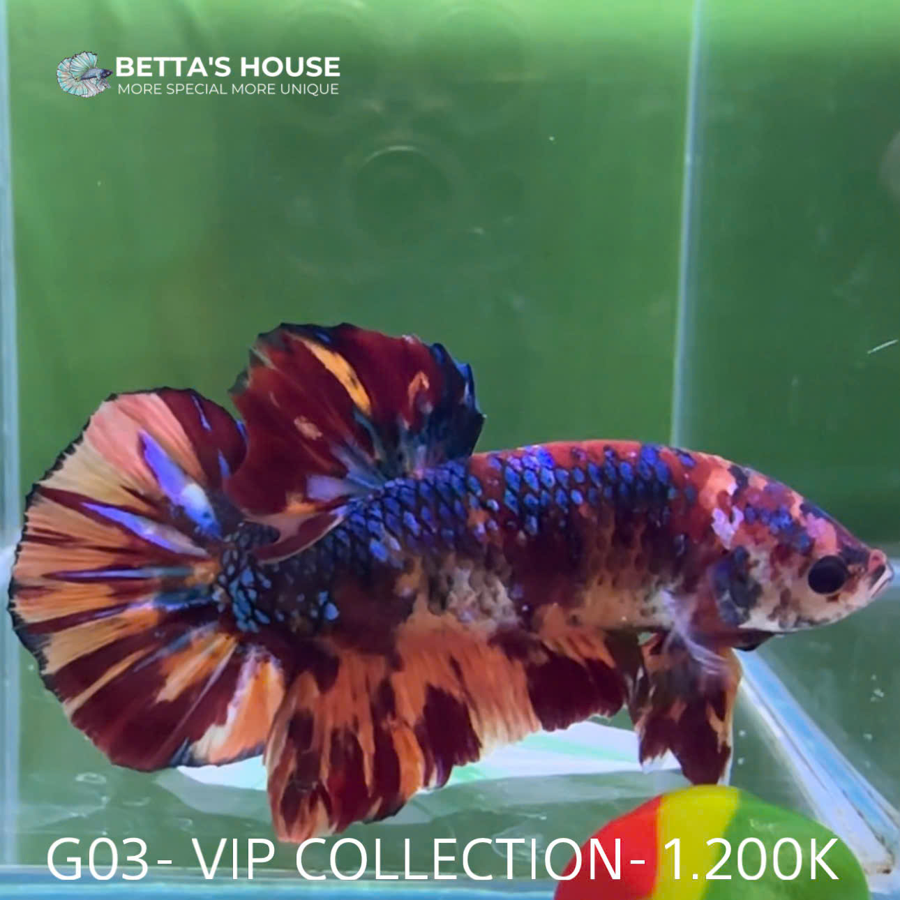G03 Cá Trống Koi Galaxy Giant Betta (Male Koi Galaxy Giant Betta Fish)