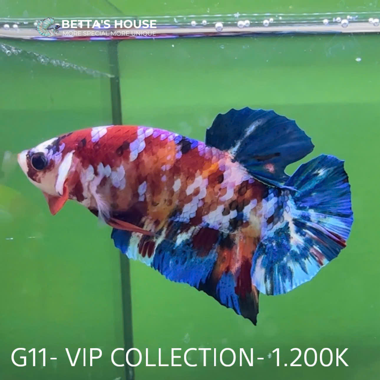 G11 Cá Trống Koi Galaxy Giant Betta (Male Koi Galaxy Giant Betta Fish)