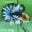 TF02 | Fancy Betta | Betta's House