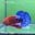 TF04 | Fancy Betta | Betta's House