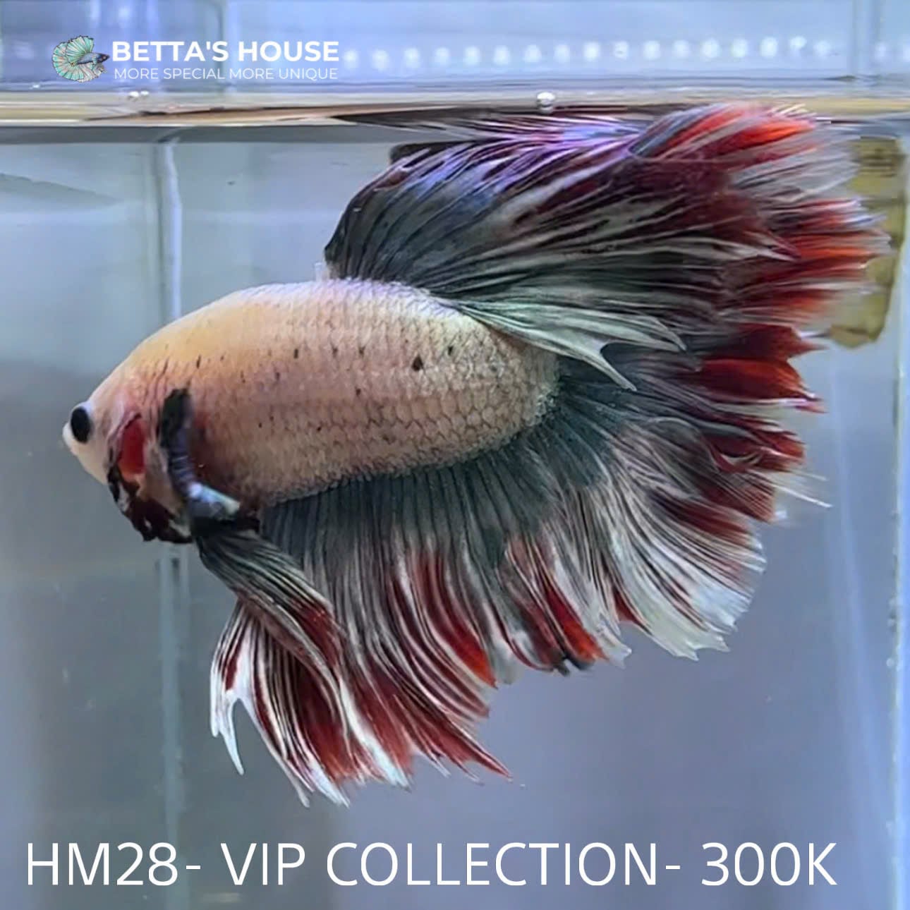HM28 Cá Trống Betta Halfmoon (Male Halfmoon Betta Fish)