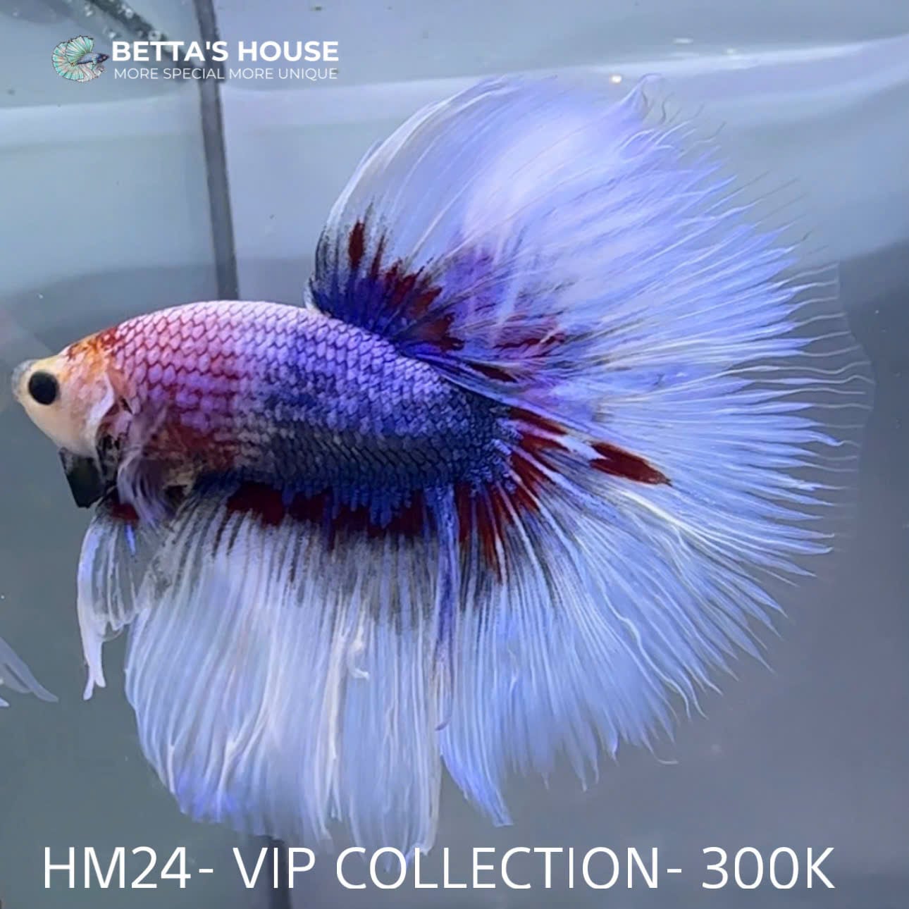 HM24 Cá Trống Betta Halfmoon (Male Halfmoon Betta Fish)