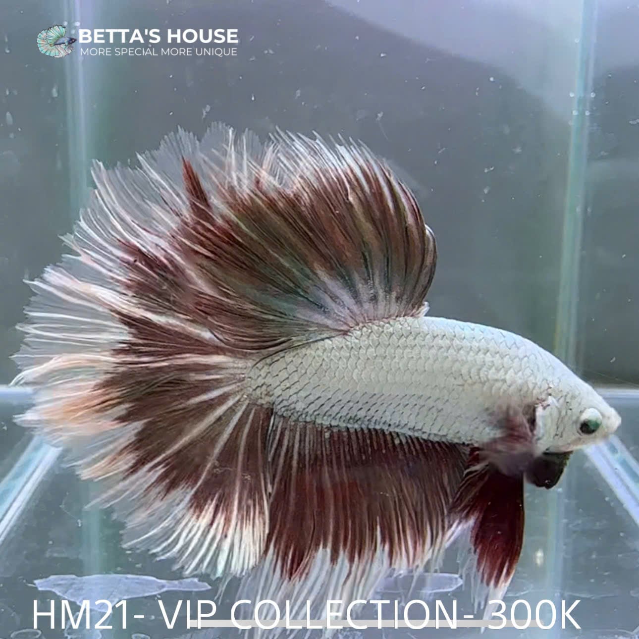 HM21 Cá Trống Betta Halfmoon (Male Halfmoon Betta Fish)