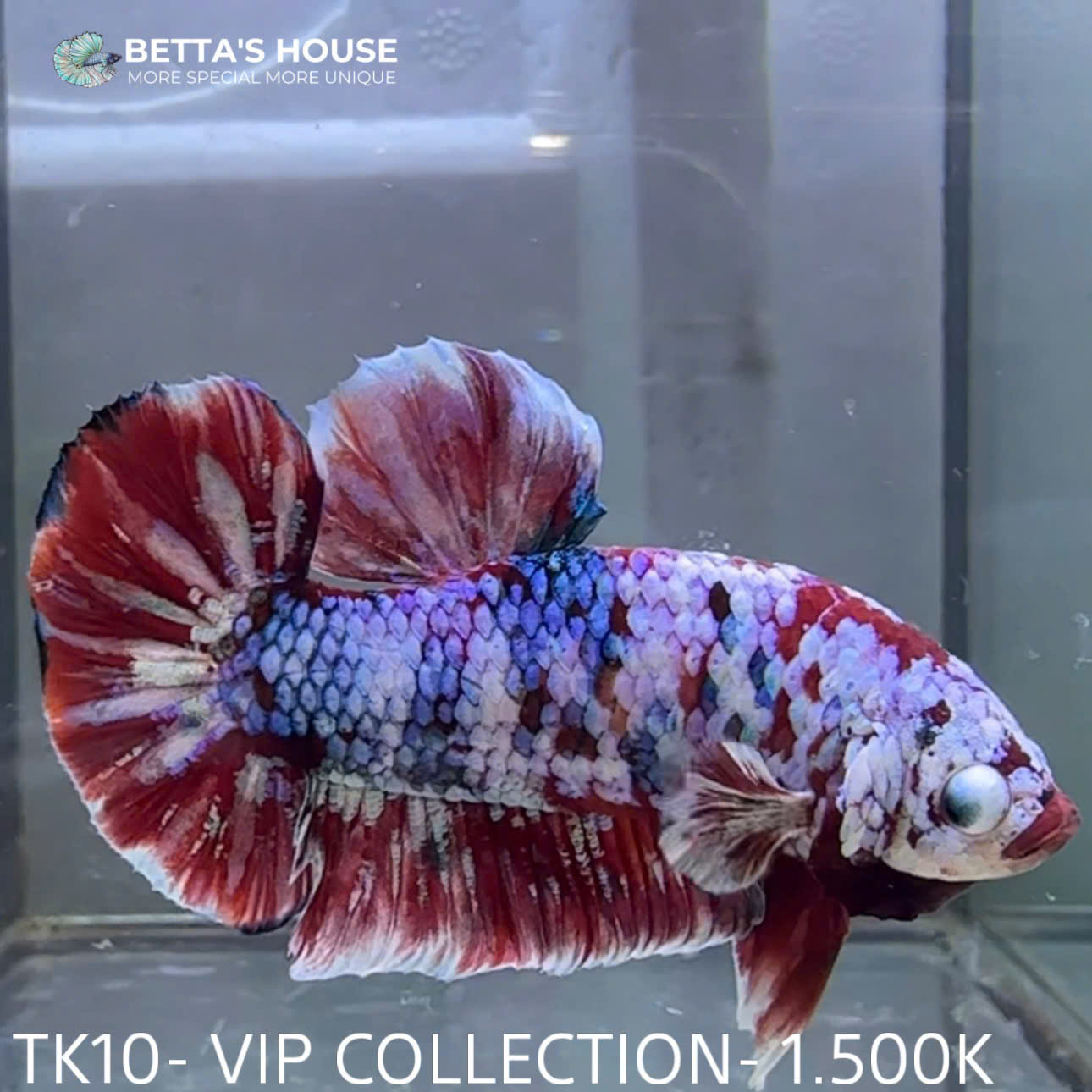 TK10 Cá Trống Red Koi Galaxy Betta (Male Red Koi Galaxy Betta Fish)