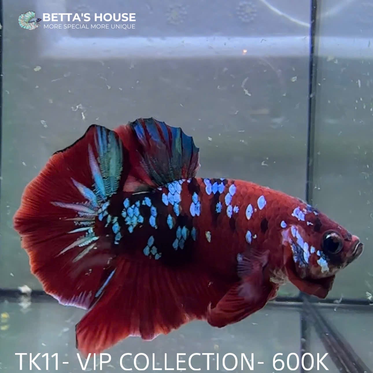 TK11 Cá Trống Red Koi Galaxy Betta (Male Red Koi Galaxy Betta Fish)