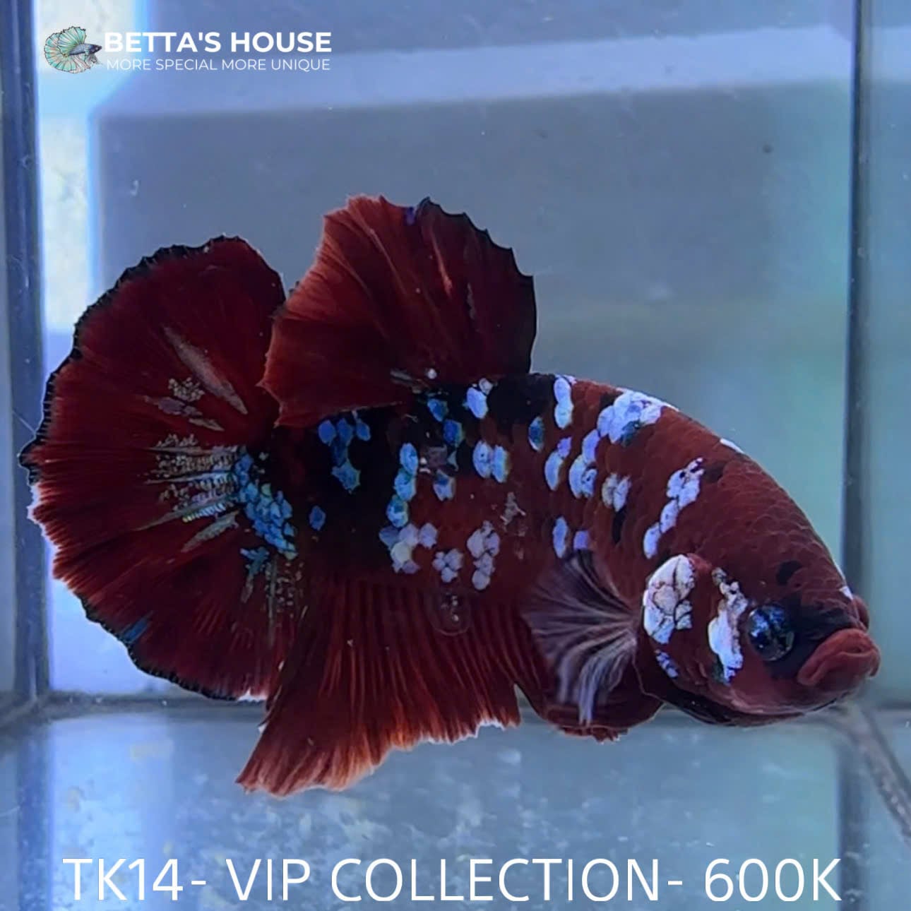 TK14 Cá Trống Red Koi Galaxy Betta (Male Red Koi Galaxy Betta Fish)