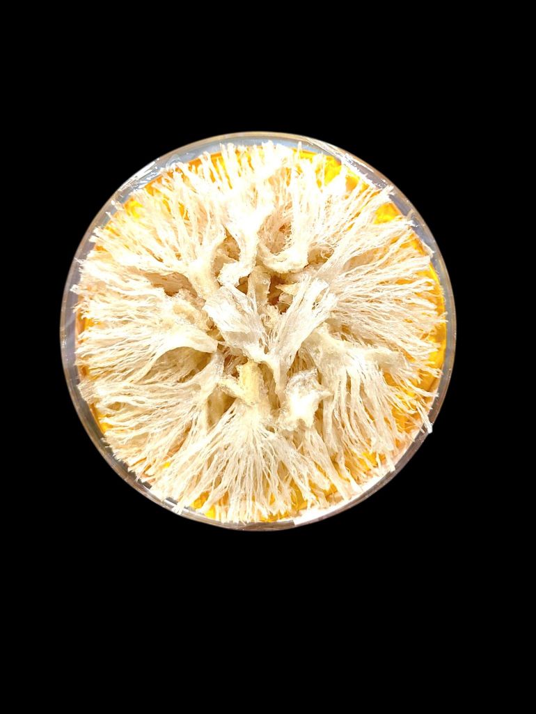 Chân Yến Rút Lông Thượng Hạng