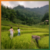 Bản Liền Mùa Lúa Chín