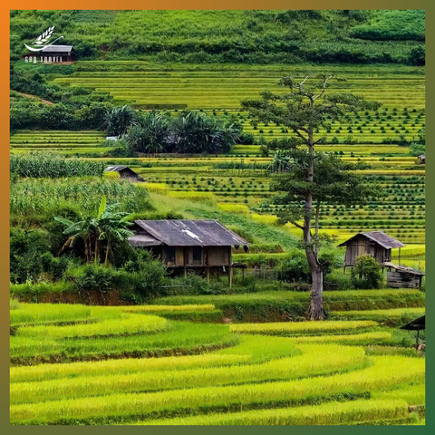 Tú Lệ (2N2Đ)