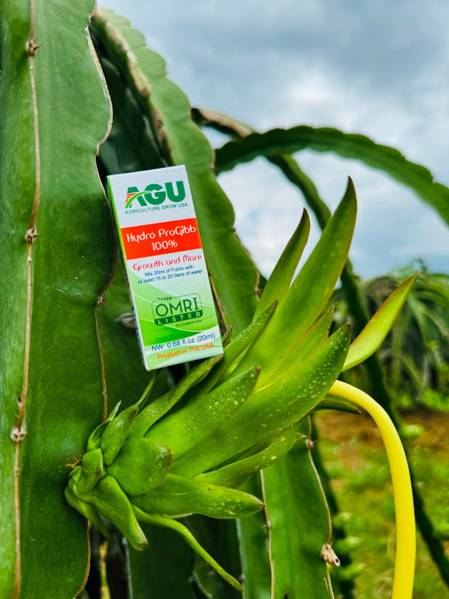  chuyên dùng cho thanh long Bộ số 3 (lấy tai đầu thanh long) 