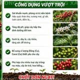  combo bocdo (1 kg đồng sunphat+ 1 kg vôi) quản lí nấm,thán thử,rỉ sắt rửa vườn sau khi thu hoạch 