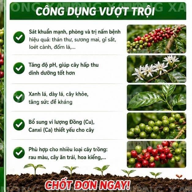  combo bocdo (1 kg đồng sunphat+ 1 kg vôi) quản lí nấm,thán thử,rỉ sắt rửa vườn sau khi thu hoạch 