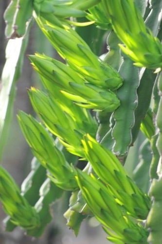  chuyên dùng cho thanh long  Bộ số 6 (lớn trái,không lem) xịt trái 15-17 ngày 