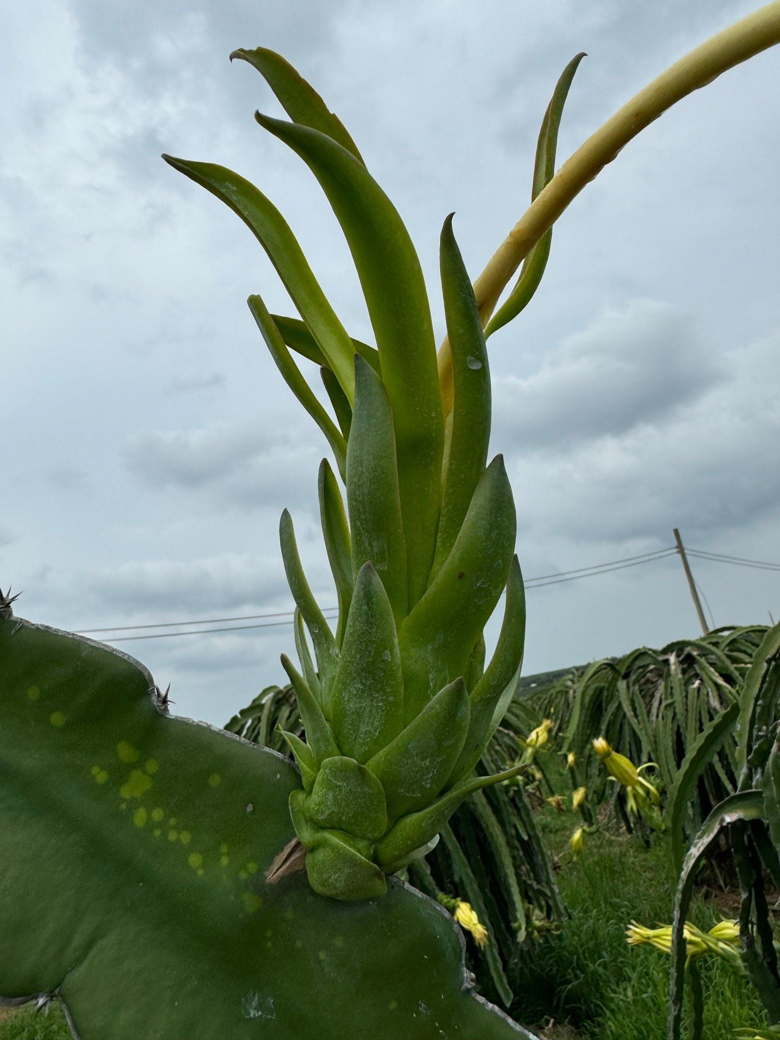  Chuyên dùng cho cho thanh long Bộ số 4 (lem) xịt sau lặt râu 1 ngày 