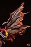  Natsu - Fairy Tail - GuGu Studio 
