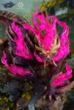  Magnamalo - Monster Hunter - Ashes Studio 