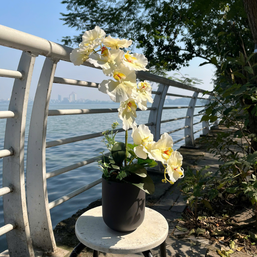  BST LAN - LAN HỒ ĐIỆP CÁNH XOĂN VÀNG CHANH 