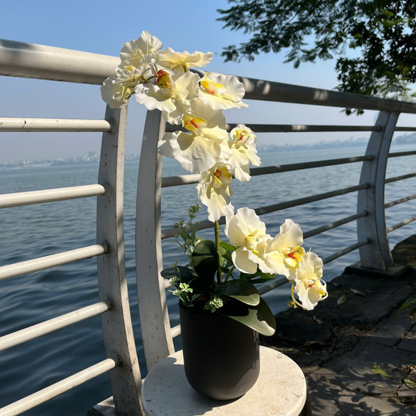  BST LAN - LAN HỒ ĐIỆP CÁNH XOĂN VÀNG CHANH 