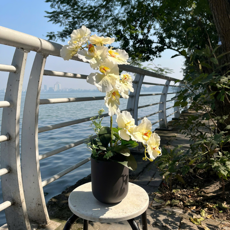  BST LAN - LAN HỒ ĐIỆP CÁNH XOĂN VÀNG CHANH 