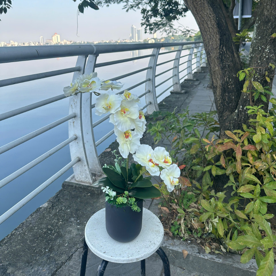  BST LAN - LAN HỒ ĐIỆP CÁNH XOĂN VÀNG CHANH 