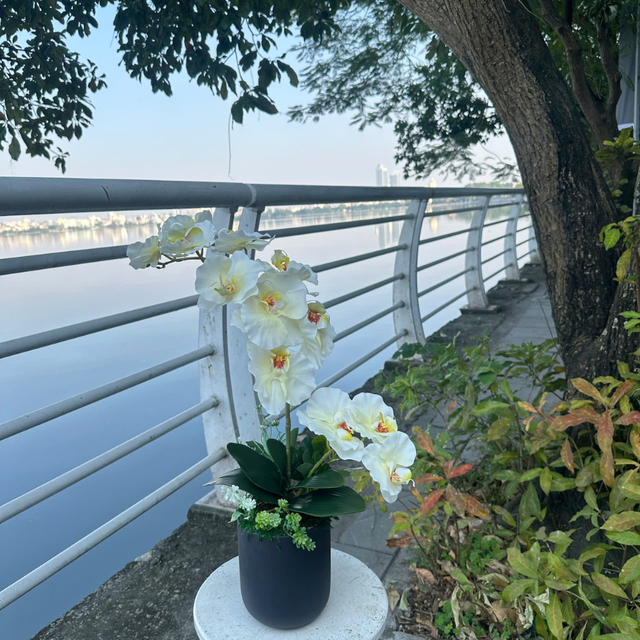  BST LAN - LAN HỒ ĐIỆP CÁNH XOĂN VÀNG CHANH 