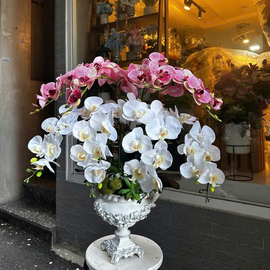  BST LAN - LAN HỒNG TRẮNG 