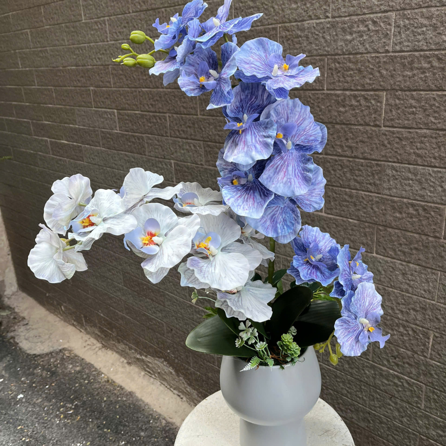  BST LAN - HỒ ĐIỆP CÁNH XOĂN XANH MIX 